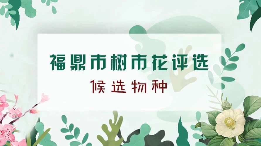 福鼎要選市樹市花了，選什么，你說了算！這些候選物種了解一下！