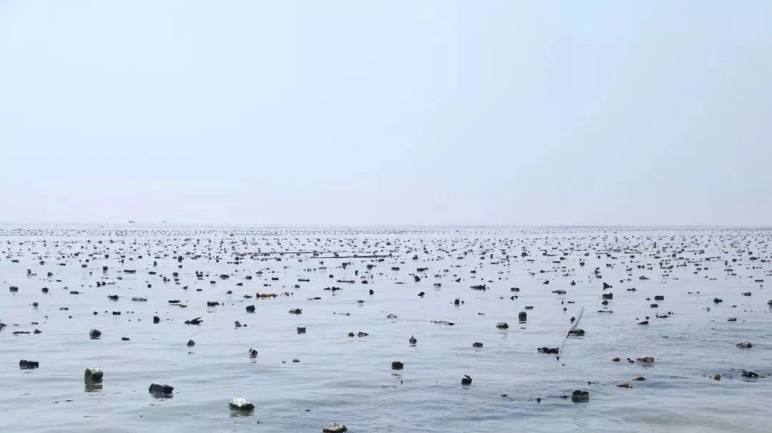 面朝大海，挺進(jìn)深藍(lán)，海洋強(qiáng)市的“福鼎Style”響起來！