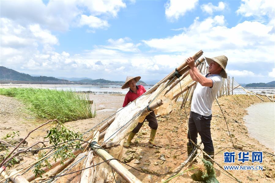 福建福鼎：臺(tái)風(fēng)過后 忙自救