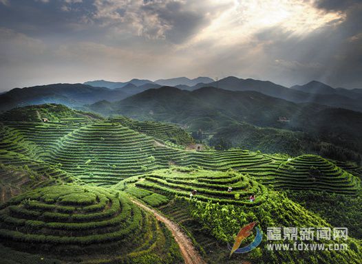 福鼎茶產(chǎn)業(yè)向深度發(fā)展