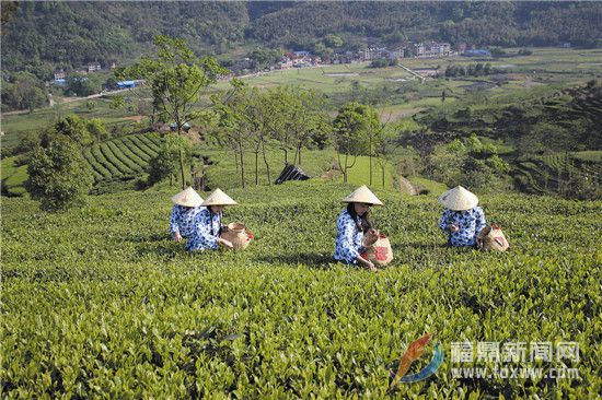 國(guó)家級(jí)茶樹(shù)良種———福鼎大毫茶