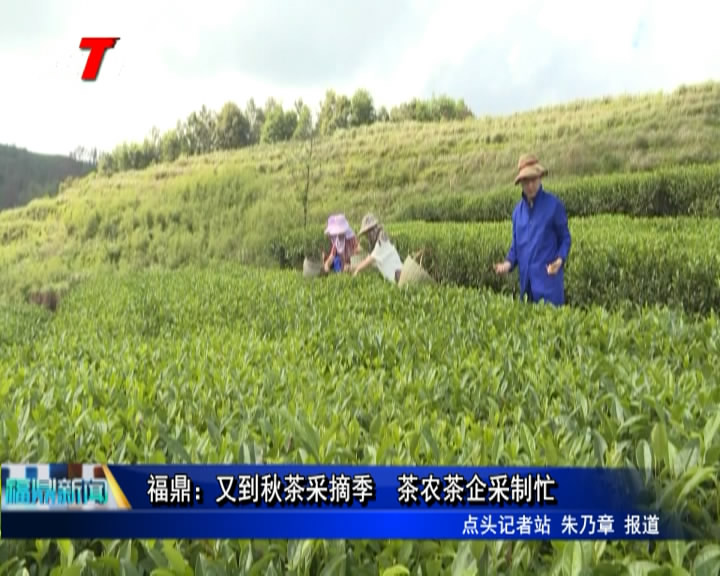 福鼎： 又到秋茶采摘季   茶農(nóng)茶企采制忙