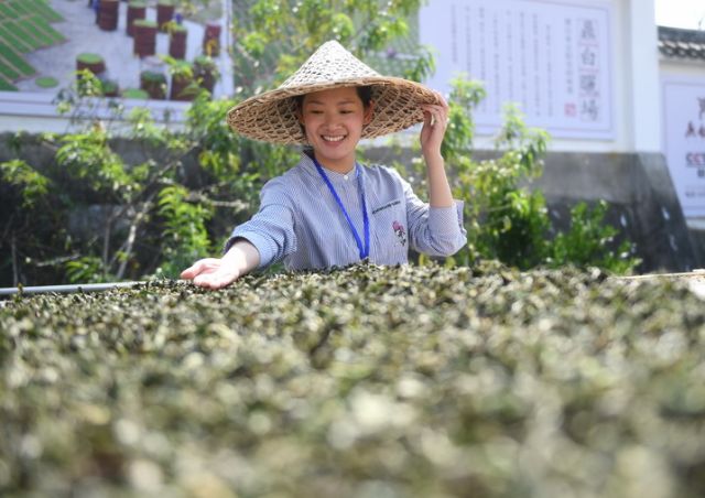 福建福鼎：制茶能手比拼技藝