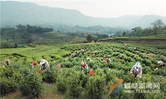 盯緊源頭 讓白茶品質更靠譜