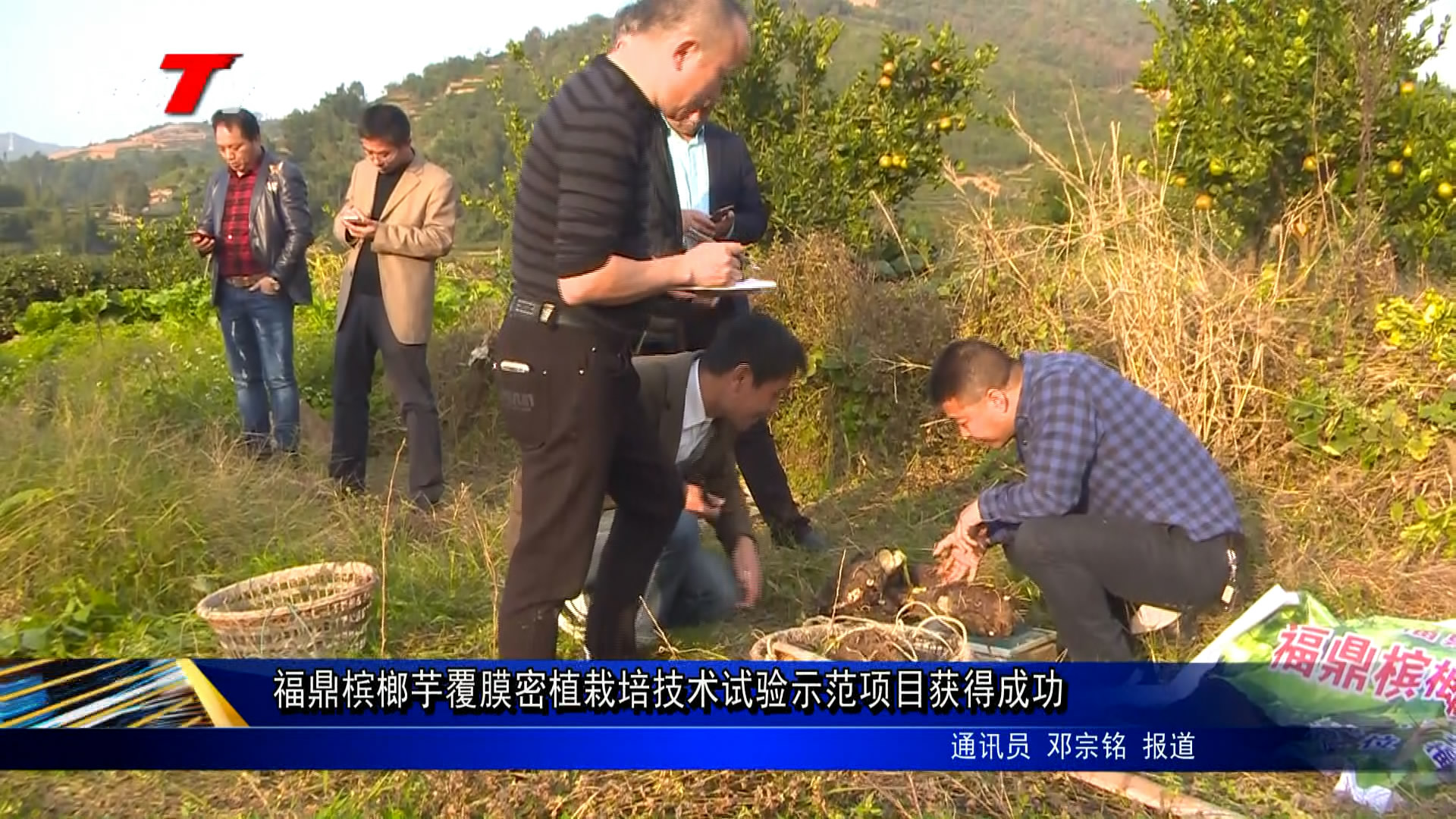 福鼎檳榔芋覆膜密植栽培技術(shù)試驗(yàn)示范項(xiàng)目獲得成功