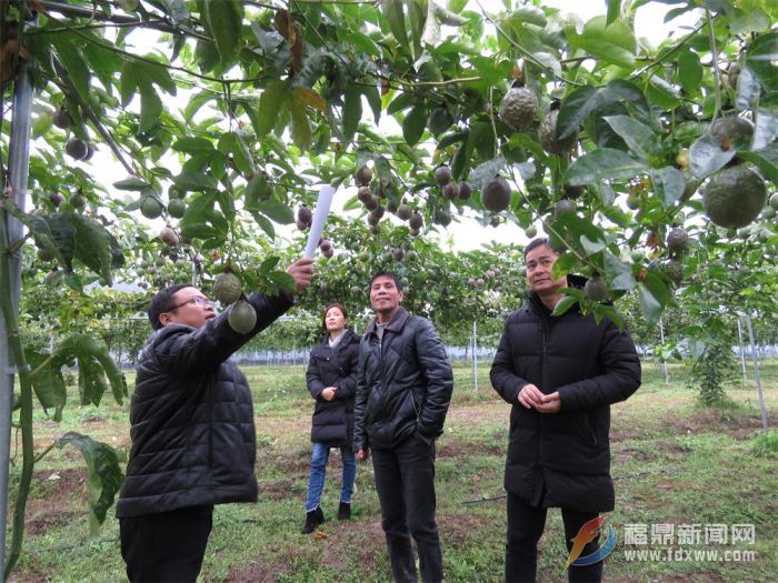 市農(nóng)業(yè)局積極做好農(nóng)作物防寒防凍工作