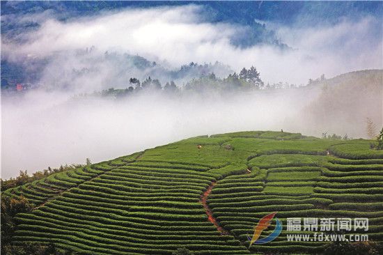 2019，守護福鼎白茶質(zhì)量安全“路線圖”