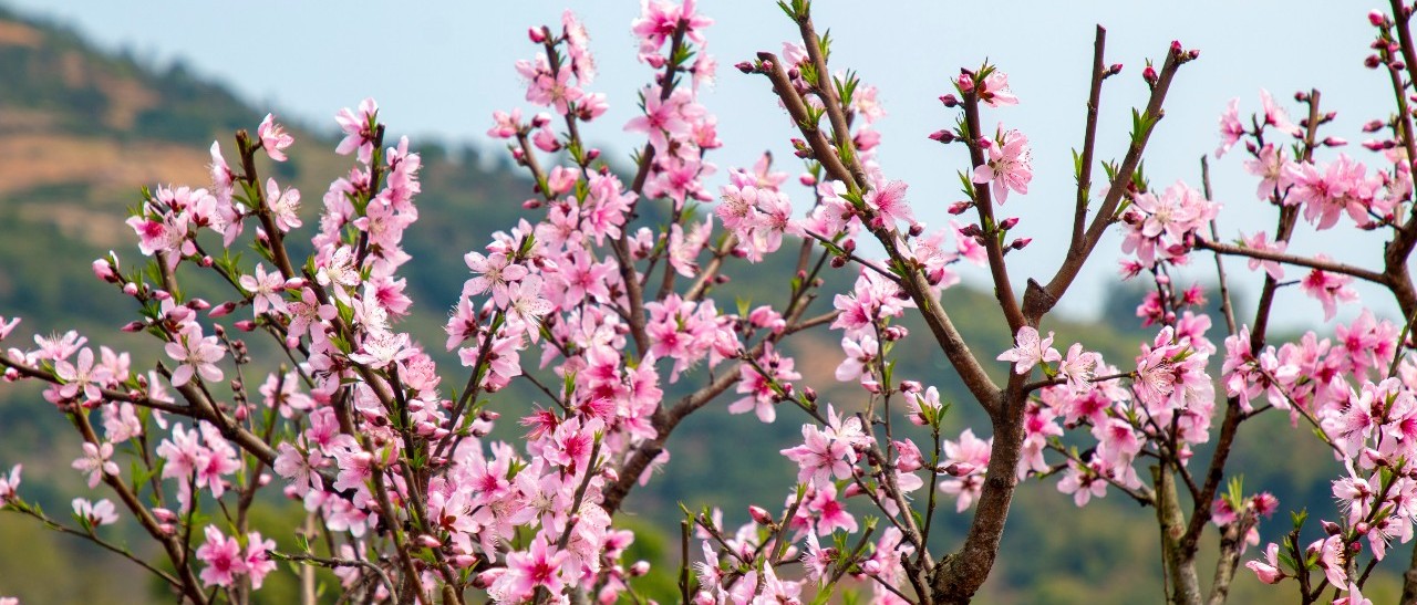 徜徉花海，恍若世外！這個(gè)周末前岐備好了“桃花宴”待君來(lái)~