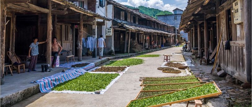 這周末福鼎人檔期好忙，不僅有桃花可賞，還要去管陽(yáng)吃茶