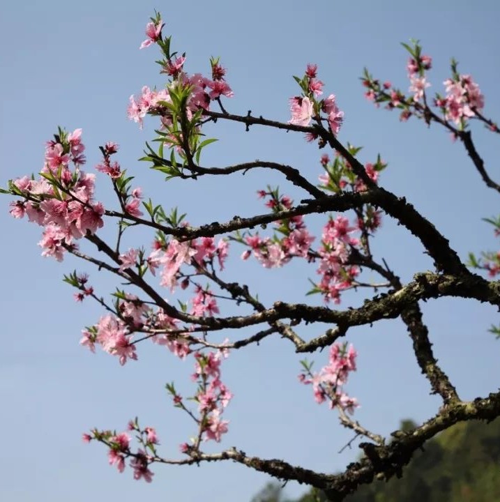 灼灼芳華等你來(lái)賞，前岐桃花節(jié)開(kāi)幕！