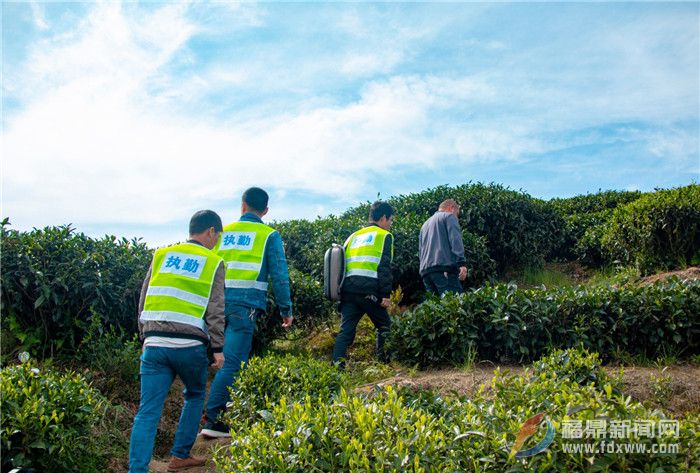 管陽鎮(zhèn)：無人機巡山隊助力茶葉質(zhì)量安全