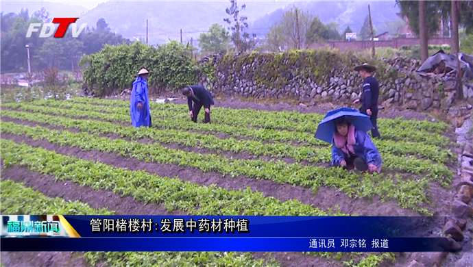 管陽(yáng)楮樓村:中藥材種植產(chǎn)業(yè)帶動(dòng)村民增收