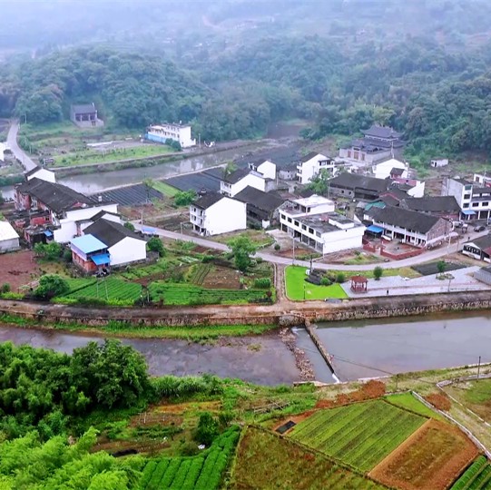 顏值好氣質(zhì)佳，福鼎大毫茶的發(fā)源地翁溪村大變樣