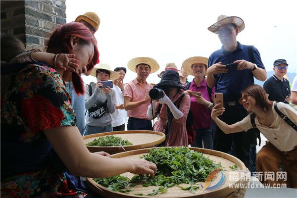 魯獎(jiǎng)作家探源福鼎白茶