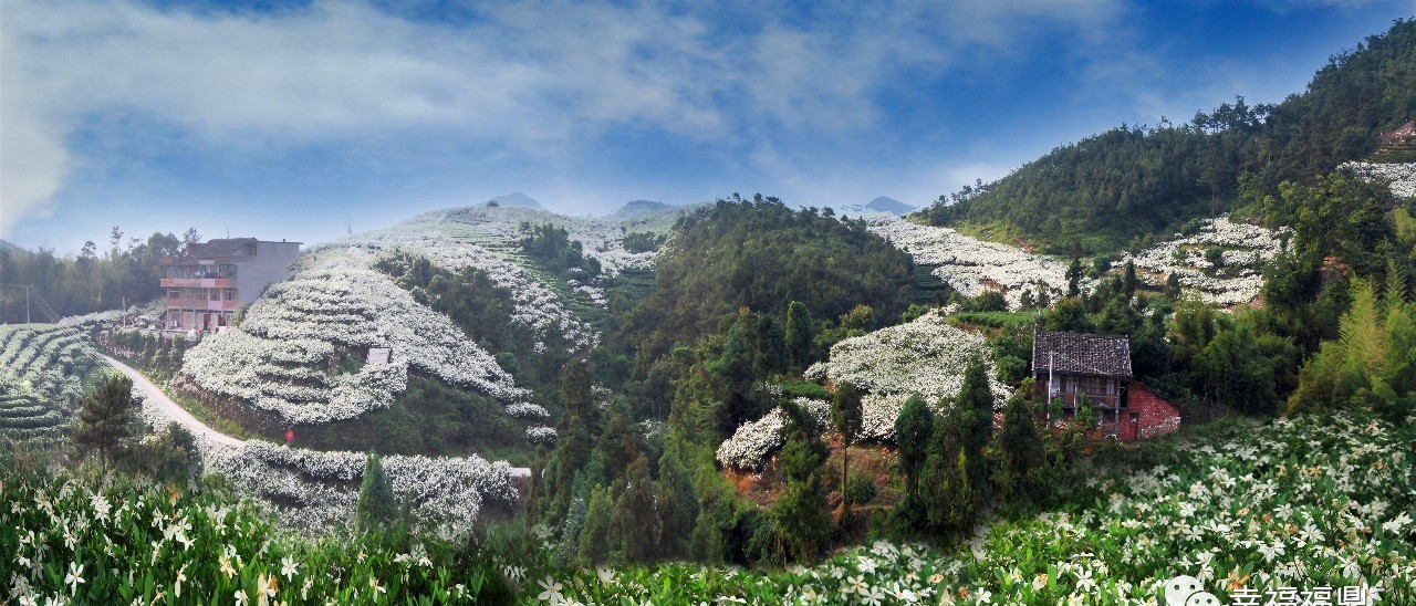 唐頤丨閩浙邊關(guān) 梔子花開(kāi)