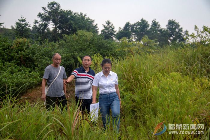 貫嶺：因地制宜 嚴厲打擊破壞森林資源行為