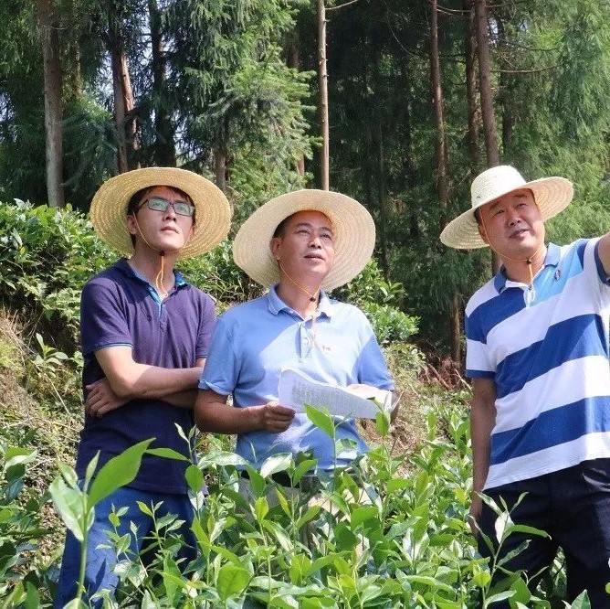 疊石鄉(xiāng)：保護(hù)森林資源，守護(hù)綠水青山