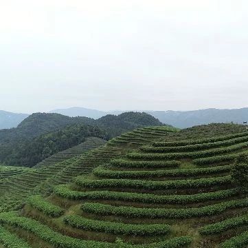 想不到吧？福鼎首個(gè)APP茶青憑證交易平臺投入使用