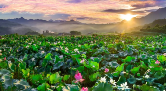 王麗達(dá)一曲穿越九十年！紅軍挖蓮塘，今朝更好看