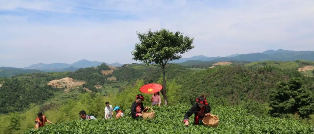 一盞清茶滌鄉(xiāng)風(fēng)，走進(jìn)吳陽山一定驚艷你