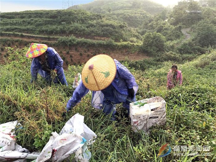 茶鄉(xiāng)點頭：狠抓茶葉源頭管理 確保茶葉質(zhì)量安全