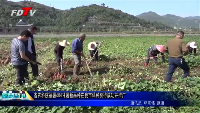 省農(nóng)科院福薯604甘薯新品種在我市試種獲得成功并推廣