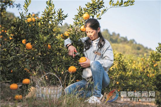 前岐：“甜蜜”經濟助增收