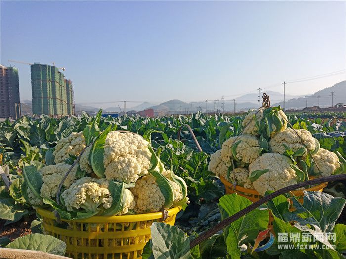 前岐花椰菜打開(kāi)山門?遠(yuǎn)銷千里?