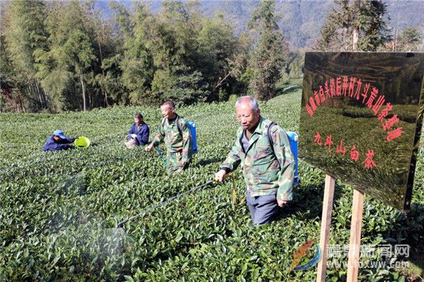 福鼎市農技專家赴點頭茶山指導生態(tài)茶園冬季封園管理