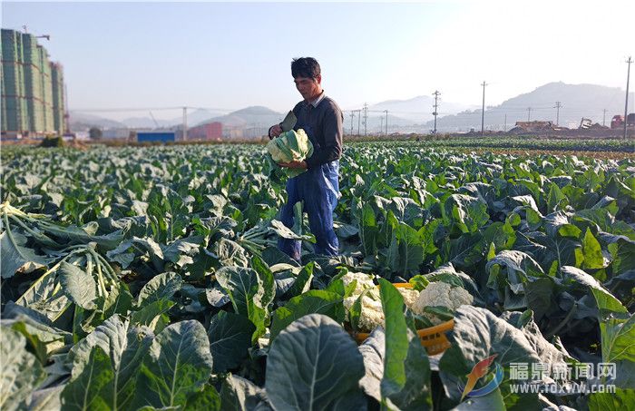 田間菜園，菜農(nóng)在采收花椰菜.jpg