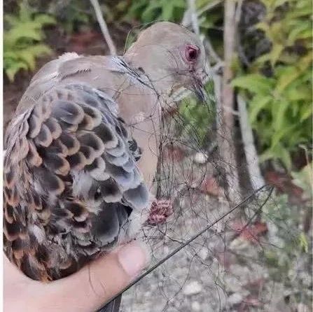 福建還有人在販賣野生動物！太囂張！