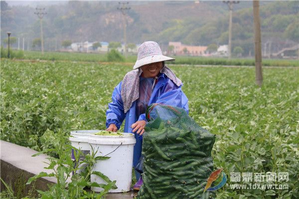 店下：萬(wàn)畝蠶豆采摘忙