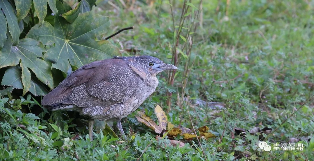 罕見！珍稀鳥類黑冠鳽首次做客福鼎