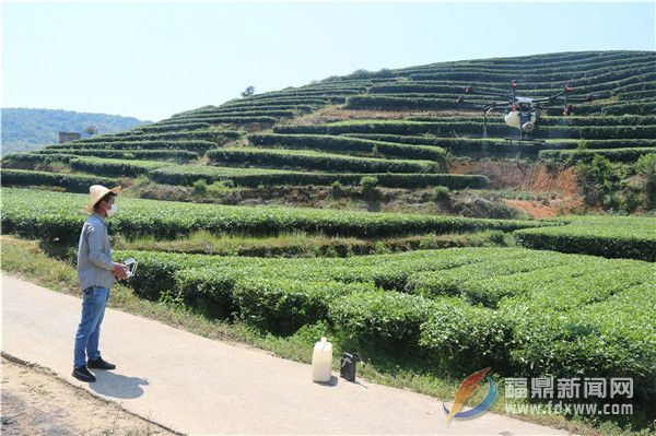 茶樹病蟲害綠色防控社會化服務(wù)打造茶鄉(xiāng)“金葉子”