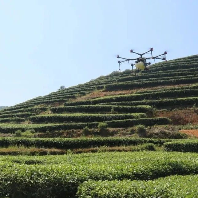 瞧！無人機(jī)在茶園中“大顯身手”