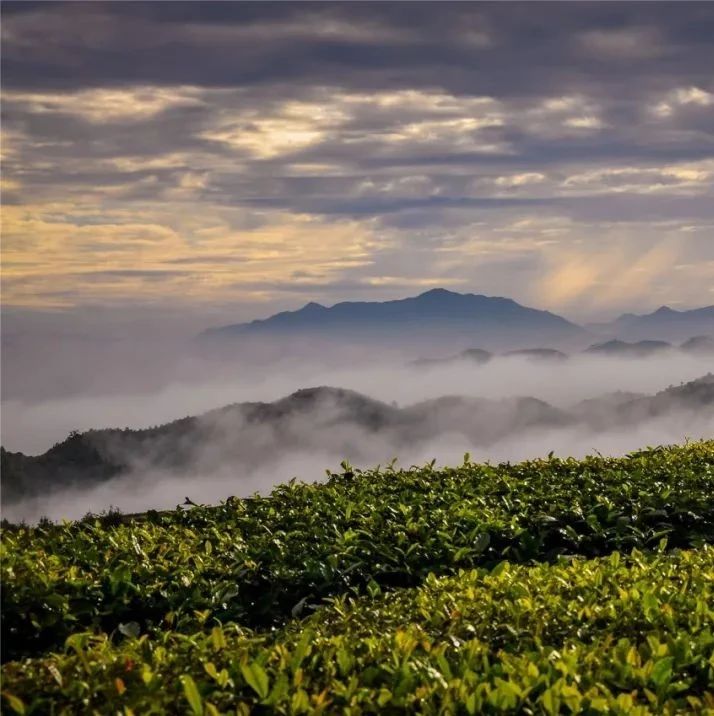 福鼎再發(fā)通告！毀林種茶，絕對不行！