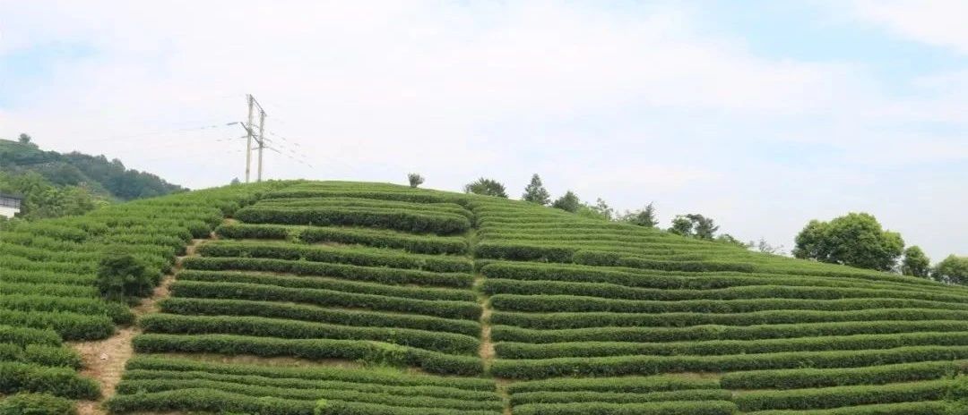 茶林共生，這樣的茶園真不錯！