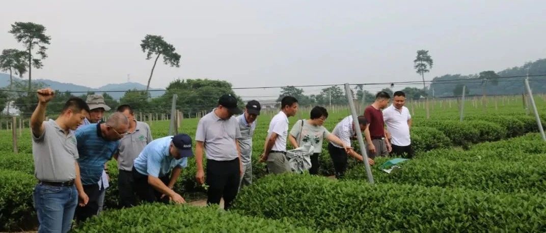 生態(tài)茶園如何建設(shè)？這次考察讓福鼎白茶“胸有成竹”