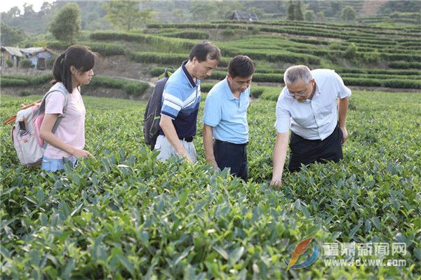 點頭鎮(zhèn)舉辦茶葉質(zhì)量安全工作推進會暨茶葉質(zhì)量安全培訓會