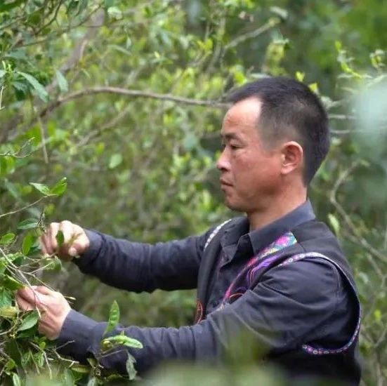 小茶葉成就草根逆襲，更托起山村脫貧致富夢