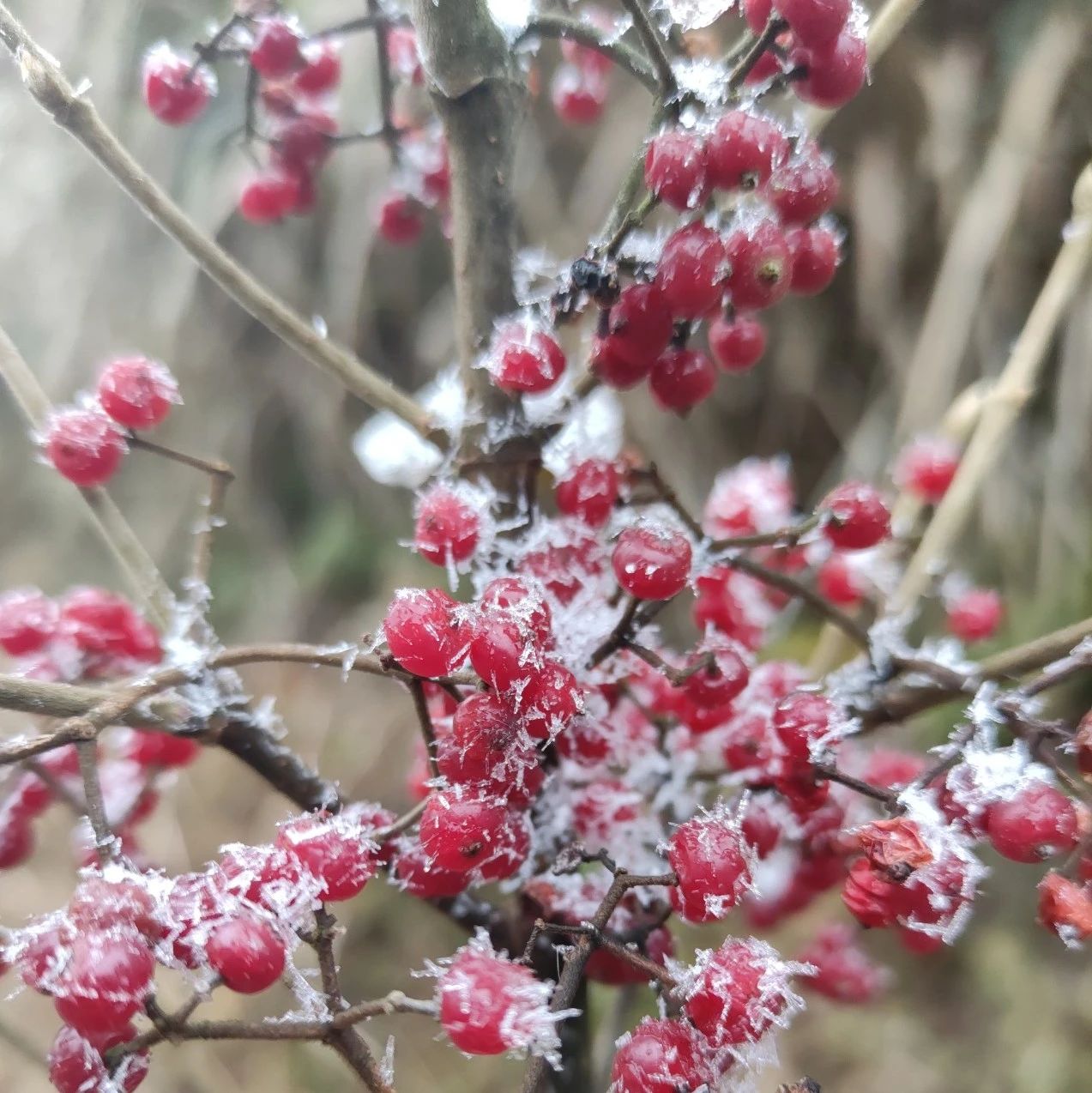 在？福鼎終于下雪！進(jìn)來(lái)看雪~