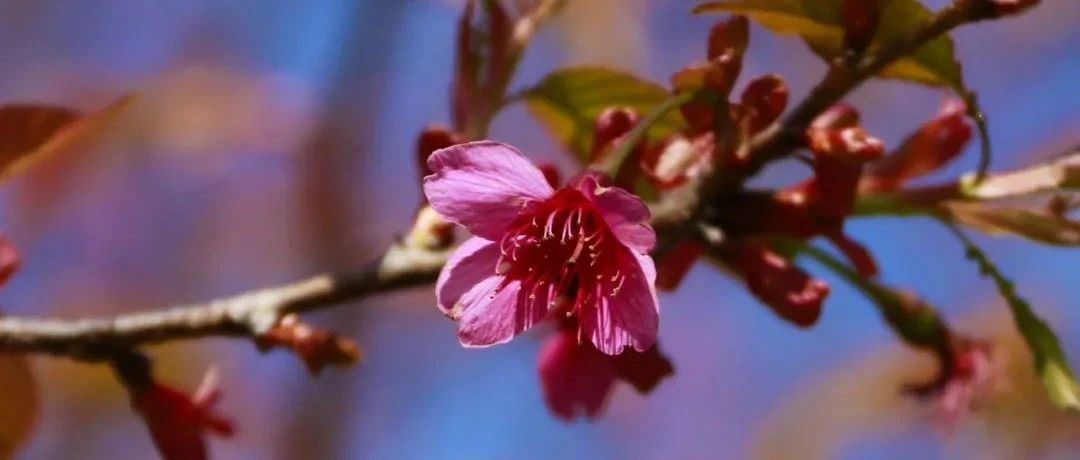 沐浴春風(fēng)，帶你在山花爛漫中，揭開(kāi)前岐鳳桐村的致富秘訣