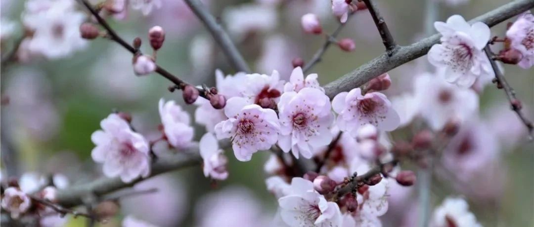 嗨，福鼎早春的花開了~好花賞起來(lái)