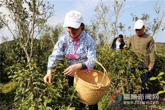 茶鄉(xiāng)點(diǎn)頭春茶開園采摘 茶農(nóng)采摘新年第一茬香茗