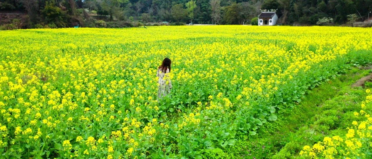 美出圈！福鼎的油菜花都開(kāi)了，最新視頻帶你打卡