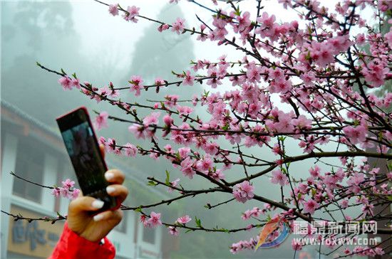 太姥山：賞花、觀景、品茶，茶旅結(jié)合走“花路”