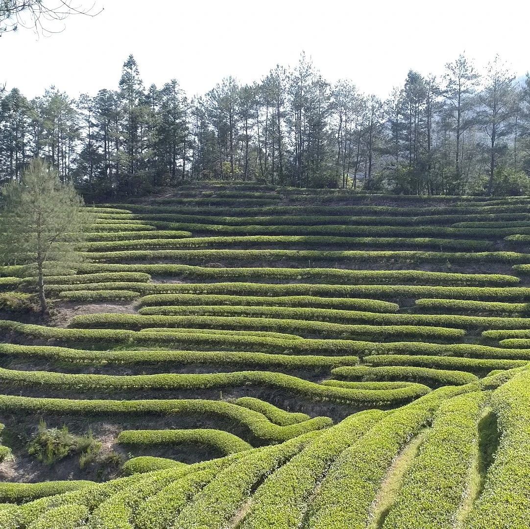 在武夷山，有個(gè)叫“燕子窠”的地方