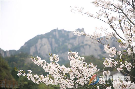 櫻花綻開春意濃 太姥踏春正當時