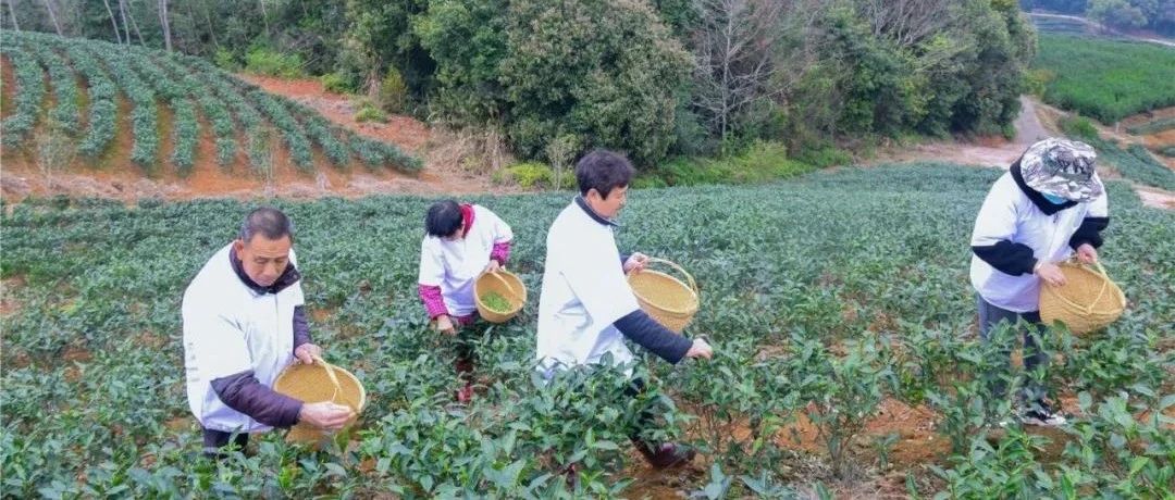 “荒山”變“金山”，這兒的土地“活”了起來(lái)……