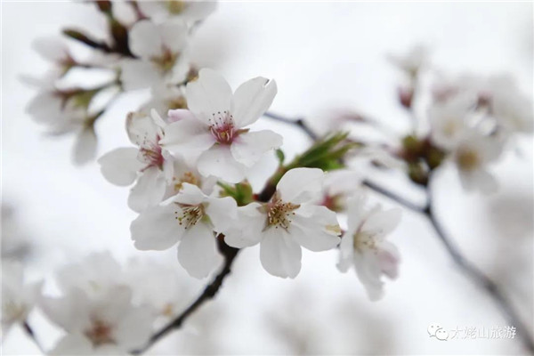 賞櫻花何必去遠(yuǎn)方，太姥山就能滿足你“霧里看花”的詩意之美